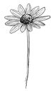 VECTOR DRAWING OF A BLACK FLOWERING RUDBECKIA ON A WHITE BACKGROUND