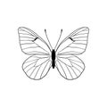 vector drawing black-veined white butterfly