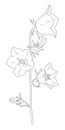 VECTOR DRAWING OF A BLOOMING BELL ON A WHITE BACKGROUND
