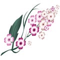 Vector drawing of blossoming spring branch