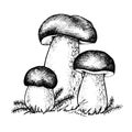 Vector drawing of boletus mushrooms