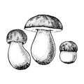 Vector drawing of boletus mushrooms