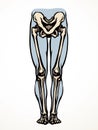 Vector drawing. Bones of the leg