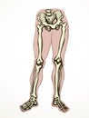 Vector drawing. Bones of the leg