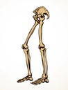 Vector drawing. Bones of the leg