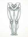 Vector drawing. Bones of the leg