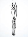 Vector drawing. Bones of the leg