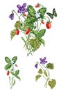 Vector drawing of bouquet from sprigs wild strawberries and lilac violets Royalty Free Stock Photo