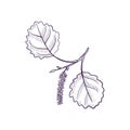 Vector drawing branch of aspen tree