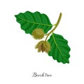 Vector drawing branch of beech tree Royalty Free Stock Photo