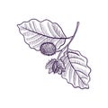 Vector drawing branch of beech tree Royalty Free Stock Photo