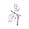 Vector drawing branch of black poplar tree Royalty Free Stock Photo