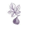 Vector drawing branch of fig tree
