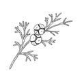 vector drawing branch of hinoki cypress