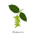 Vector drawing branch of hornbeam tree