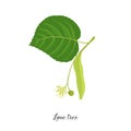 Vector drawing branch of lime tree Royalty Free Stock Photo