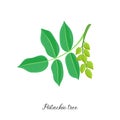 Vector drawing branch of pistachio tree Royalty Free Stock Photo