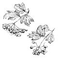 Vector drawing of branch Viburnum or Guelder rose, ornate leaves and berry bunch in black isolated on white