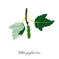 Vector drawing branch of white poplar tree Royalty Free Stock Photo