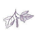 Vector drawing branch of white poplar tree Royalty Free Stock Photo