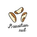 Vector drawing brazilian nuts