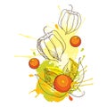 Vector drawing of bunch with outline Physalis or Cape gooseberry or Ground cherry fruit, berry and blot in pastel orange isolated.