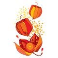 Vector drawing of bunch with outline Physalis or Cape gooseberry or Ground cherry fruit and berry in red and orange isolated.