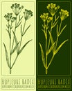 Vector drawing BUPLEURI RADIX. Hand drawn illustration. The Latin name is BUPLEURUM SCORZONERIFOLIUM WILLD Royalty Free Stock Photo