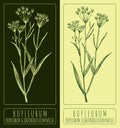 Vector drawing Bupleurum. Hand drawn illustration. The Latin name is Bupleurum scorzonerifolium Royalty Free Stock Photo