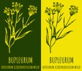 Vector drawing Bupleurum. Hand drawn illustration. The Latin name is Bupleurum scorzonerifolium Royalty Free Stock Photo