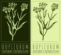 Vector drawing BUPLEURUM. Hand illustration. The Latin name is BUPLEURUM SCORZONERIFOLIUM WILLD Royalty Free Stock Photo