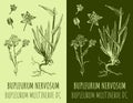 Vector drawing BUPLEURUM NERVOSUM . Hand drawn illustration. The Latin name is BUPLEURUM MULTINERVE DC Royalty Free Stock Photo