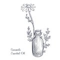 vector drawing camomile essential oil