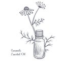 vector drawing camomile essential oil