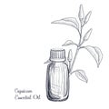 vector drawing capsicum essential oil