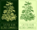 Vector drawing CASTOR BEAN. Hand drawn illustration. The Latin name is RICINUS COMMUNIS L
