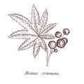 Vector drawing castor plant Royalty Free Stock Photo