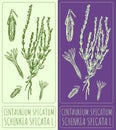 Vector drawing Centaurium spicatum. Hand drawn illustration. The Latin name is Schenkia spicata L