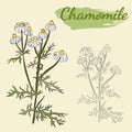 Vector drawing of chamomile officinalis