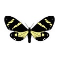 vector drawing Chetone catilina butterfly Royalty Free Stock Photo