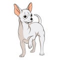 Vector drawing of a chihuahua. EPS10