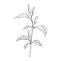 Vector drawing chili pepper plant