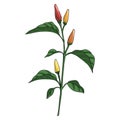 Vector drawing chili pepper plant