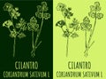 Vector drawing CILANTRO. Hand drawn illustration. The Latin name is CORIANDRUM SATIVUM L