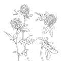 Vector drawing clover flowers