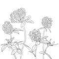Vector drawing clover flowers