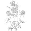 Vector drawing clover flowers