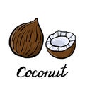 Vector drawing coconut Royalty Free Stock Photo