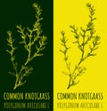 Vector drawing COMMON KNOTGRASS . Hand drawn illustration. The Latin name is POLYGONUM AVICULARE L
