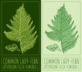 Vector drawing COMMON LADY-FERN. Hand drawn illustration. The Latin name is ATHYRIUM FILIX-FEMINA L